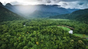 Mata Atlântica registra menor desmatamento da história em 2025