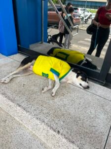 Cachorrinho com camisa da seleção chama atenção em Rio Branco