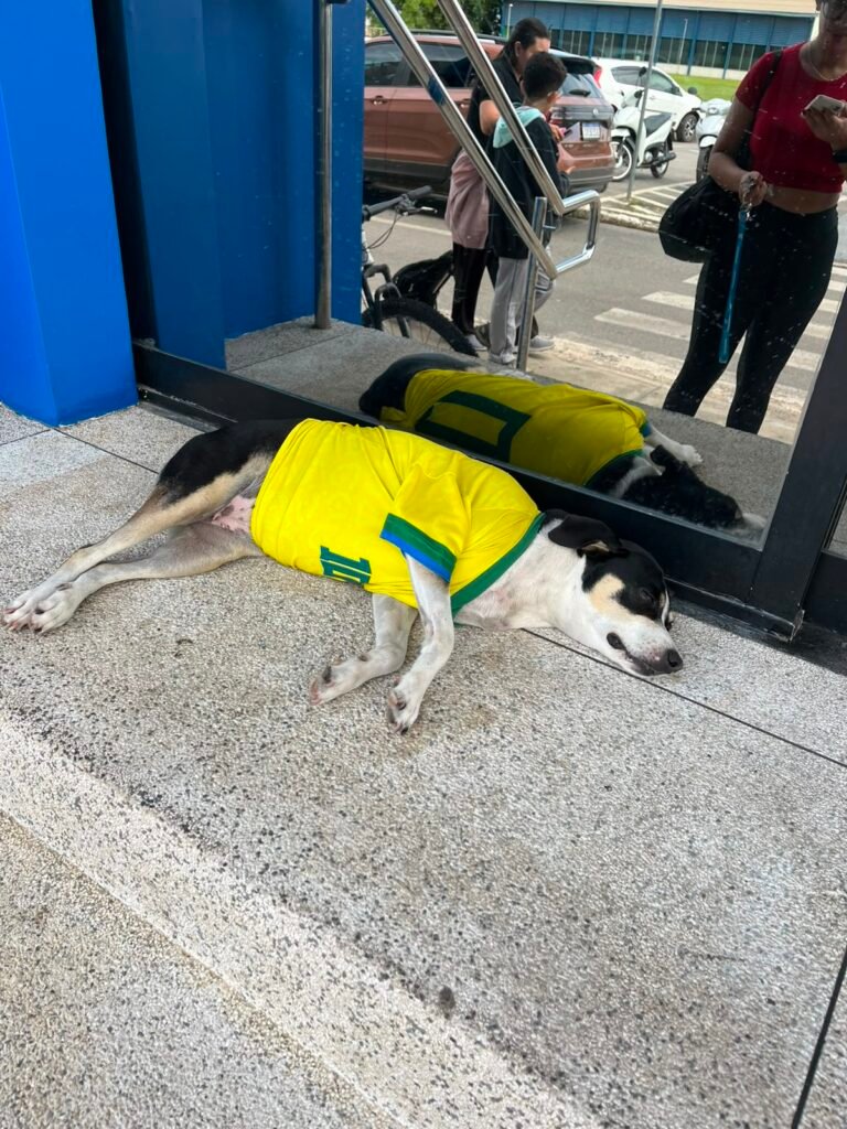 Cachorrinho com camisa da seleção chama atenção em Rio Branco