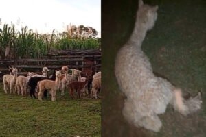 Justiça cobra laudo sobre lhamas apreendidas no Acre; saiba mais