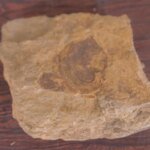 Cientistas identificam nova espécie em fóssil de 400 milhões de anos