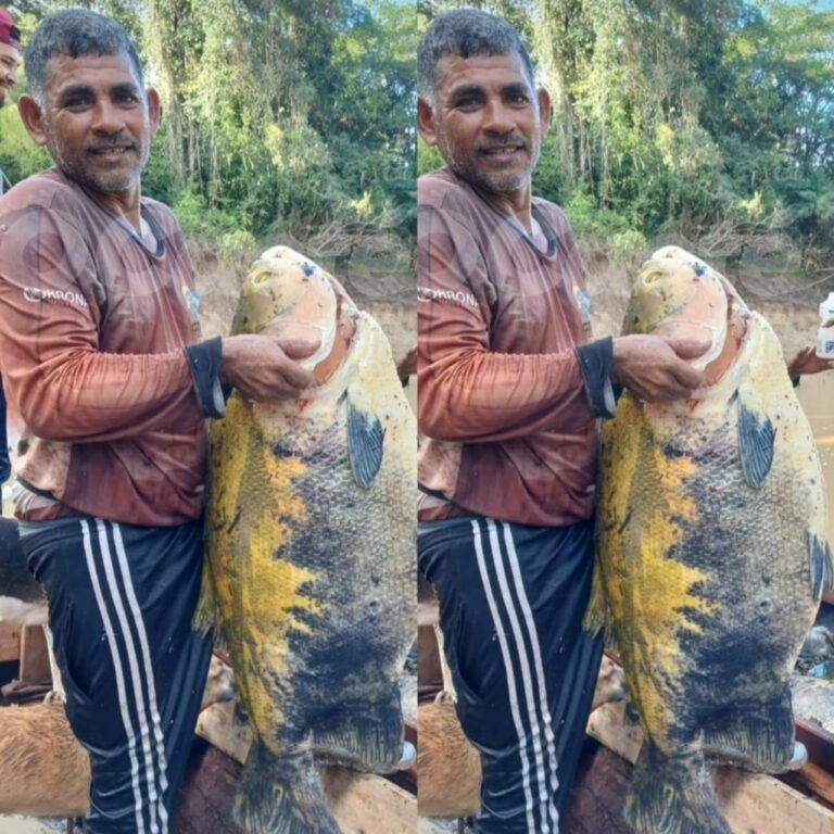 Pescador captura tambaqui gigante em rio no Acre: “É muito grande”