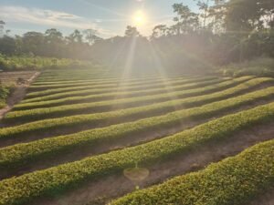Cidade do Acre ganhará fábrica de jambu que deve beneficiar 30 famílias