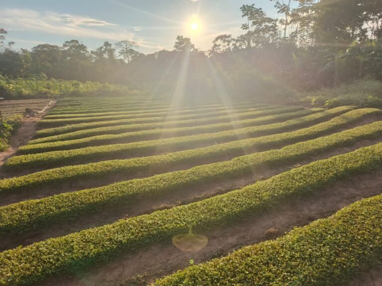 Cidade do Acre ganhará fábrica de jambu que deve beneficiar 30 famílias