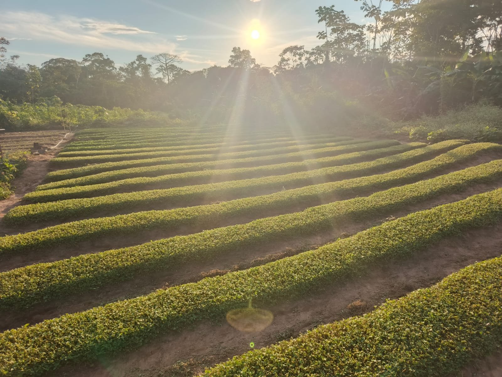 Cidade do Acre ganhará fábrica de jambu que deve beneficiar 30 famílias