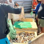 VEJAFartura da piracema faz preço do mandi cair em Sena