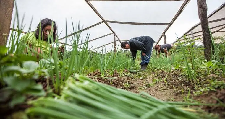 Plácido abre compra de alimentos produzidos por agricultores locais
