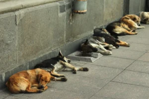 Vereador propõe projeto de controle populacional de animais no interior do Acre