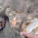 NO INTERIORMandioca gigante de quase 15 kg surpreende família no Acre
