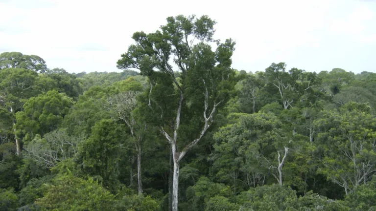 Desmatamento tem novo recorde mínimo em 2025 na mata atlântica e no pampa