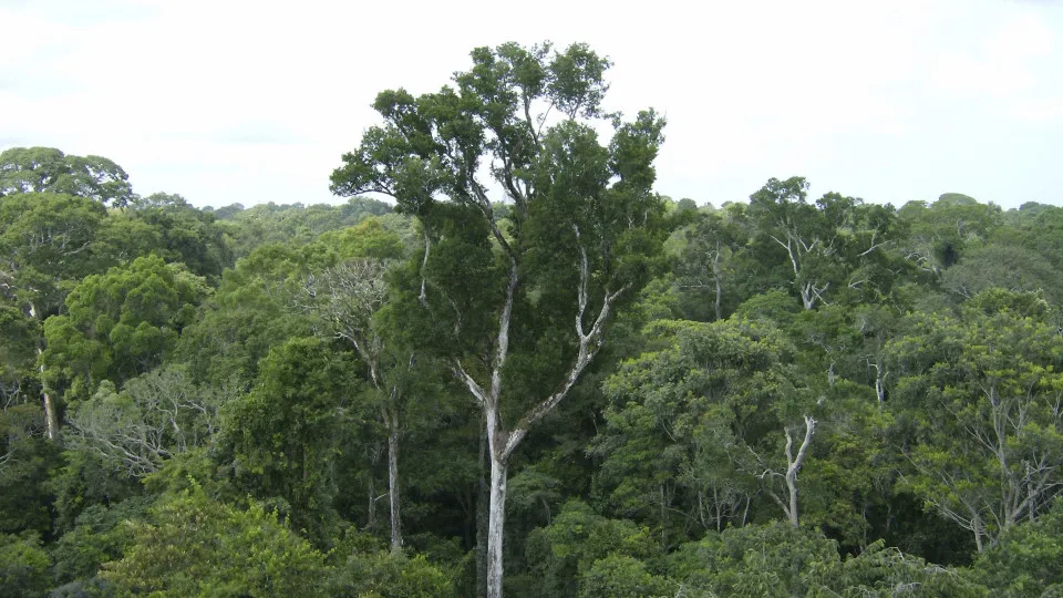 Desmatamento tem novo recorde mínimo em 2025 na mata atlântica e no pampa