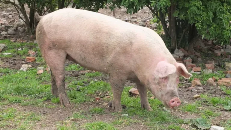 Morre porco clonado em projeto da USP para transplante de órgãos em humanos