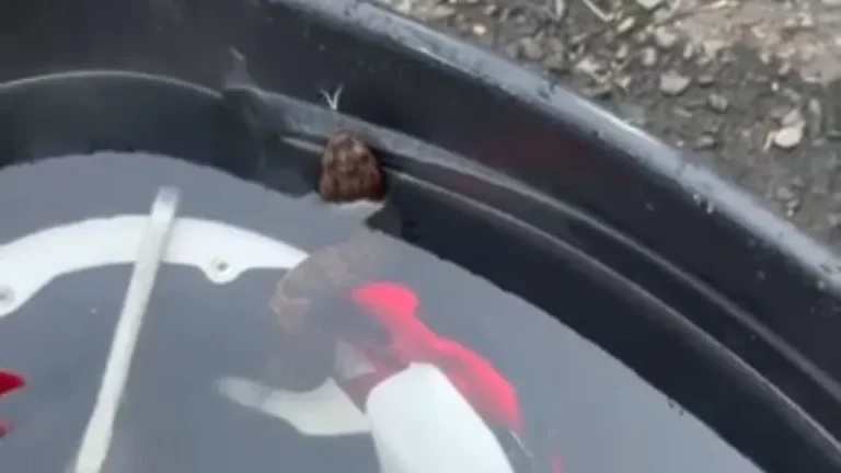 Jovem fica quase 1 hora com cobra venenosa escondida dentro do capacete
