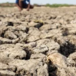 Empresas projetam perdas com efeitos do El Niño, mas algumas veem ganhos