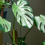 Não morrem! 8 plantas perfeitas para lugares sem janelas