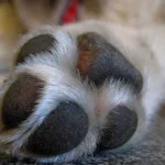 Seu cão lambe muito as patas? 5 causas que vão além da ‘mania’