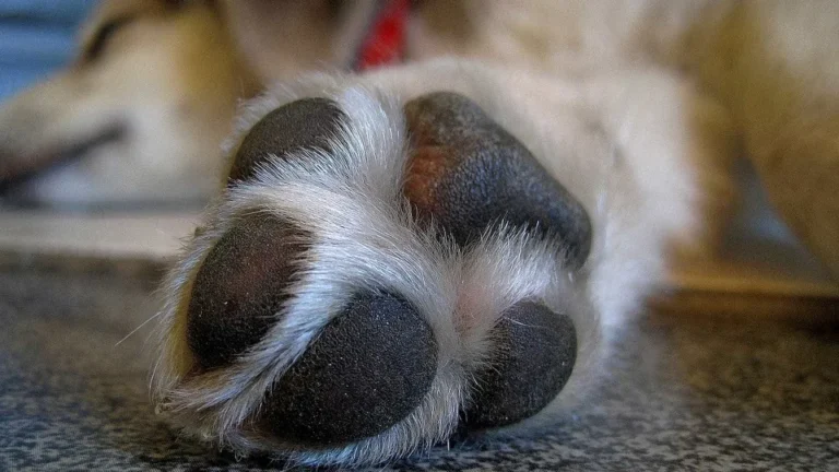 Seu cão lambe muito as patas? 5 causas que vão além da