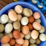 Produção de ovos caipiras em Acrelândia recebe o Selo D’Colônia do Idaf