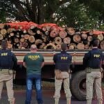 PRF flagra transporte de 11,35 m³ de madeira sem documentação